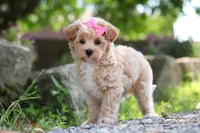 Peanut, a female Maltipoo for sale in Sugarcreek, OH – 8 of 9