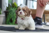 Thomas, a male Shihpoo for sale in Sugarcreek, OH – 4 of 8