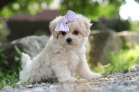 Poppie, a female Maltipoo for sale in Sugarcreek, OH – 3 of 9
