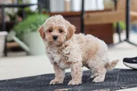 Kelly, a female Maltipoo for sale in Sugarcreek, OH – 3 of 7