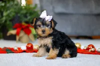 Annetta, a female Yorkipoo for sale in Sugarcreek, OH – Photo 1 of 6