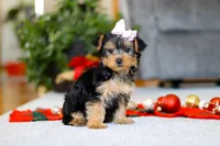 Annetta, a female Yorkipoo for sale in Sugarcreek, OH – Photo 6 of 6