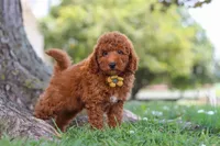 Bo , a male Poodle - Miniature  for sale in Sugarcreek, OH – 3 of 8