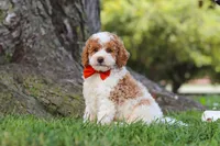 Brently, a male Poodle - Miniature  for sale in Sugarcreek, OH – 2 of 6