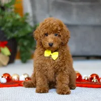 Freddy, a male Poodle - Miniature  for sale in Sugarcreek, OH – Photo 4 of 5