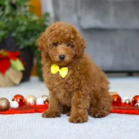 Freddy, a male Poodle - Miniature  for sale in Sugarcreek, OH – Photo 3 of 5