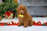 Freddy, a male Poodle - Miniature  for sale in Sugarcreek, OH – Photo 3 of 5