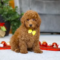 Freddy, a male Poodle - Miniature  for sale in Sugarcreek, OH – Photo 5 of 5