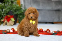 Freddy, a male Poodle - Miniature  for sale in Sugarcreek, OH – Photo 5 of 5