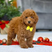 Freddy, a male Poodle - Miniature  for sale in Sugarcreek, OH – Photo 1 of 5