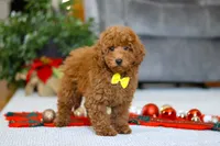 Freddy, a male Poodle - Miniature  for sale in Sugarcreek, OH – Photo 1 of 5