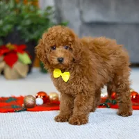 Freddy, a male Poodle - Miniature  for sale in Sugarcreek, OH – Photo 2 of 5