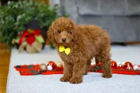 Freddy, a male Poodle - Miniature  for sale in Sugarcreek, OH – Photo 2 of 5