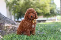 Bo , a male Poodle - Miniature  for sale in Sugarcreek, OH – 4 of 8