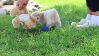 Piper, a male Maltipoo for sale in Sugarcreek, OH – 9 of 9