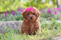 Jill, a female Poodle - Miniature  for sale in Sugarcreek, OH – 2 of 6
