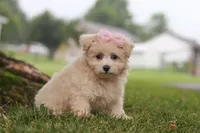 Nora, a female Maltipoo for sale in Sugarcreek, OH – 3 of 10