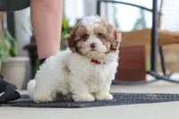 Thomas, a male Shihpoo for sale in Sugarcreek, OH – 3 of 8