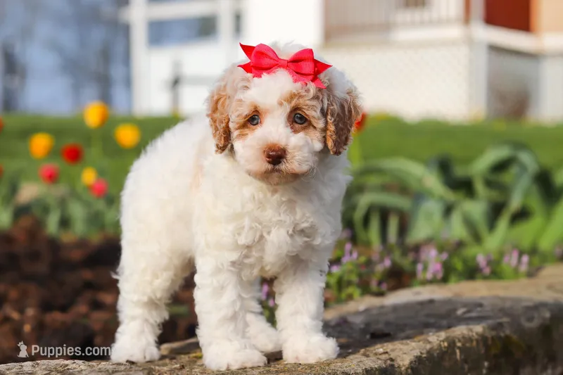 Charlotte – Poodle - Miniature  puppy for sale in Sugarcreek, OH