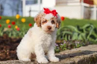 Charlotte, a female Poodle - Miniature  for sale in Sugarcreek, OH – Photo 6 of 6