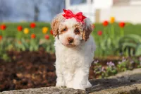 Charlotte, a female Poodle - Miniature  for sale in Sugarcreek, OH – Photo 5 of 6