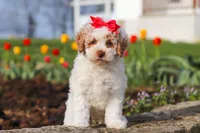 Charlotte, a female Poodle - Miniature  for sale in Sugarcreek, OH – Photo 2 of 6