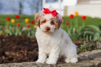 Charlotte, a female Poodle - Miniature  for sale in Sugarcreek, OH – Photo 3 of 6
