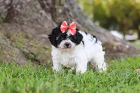 Smore, a female Maltipoo for sale in Sugarcreek, OH – 6 of 8