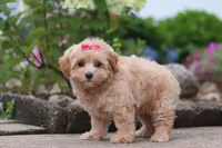 Nellie, a female Maltipoo for sale in Sugarcreek, OH – 2 of 8