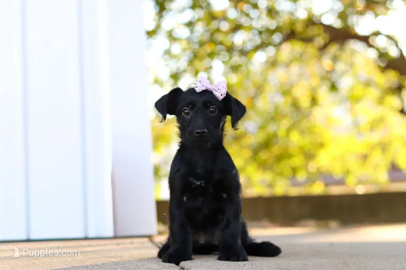 Pansy – Yorkipoo puppy for sale in Sugarcreek, OH
