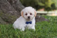 Marshmelllow, a male Maltipoo for sale in Sugarcreek, OH – 6 of 7