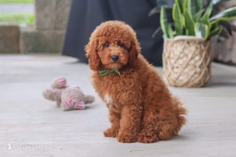 Bo  – Poodle - Miniature  puppy for sale in Sugarcreek, OH