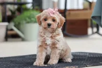 Kelly, a female Maltipoo for sale in Sugarcreek, OH – 6 of 7