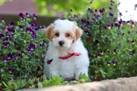 Joey, a male Maltipoo for sale in Sugarcreek, OH – 5 of 8