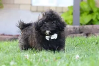 Troy, a male Shihpoo for sale in Sugarcreek, OH – 4 of 6