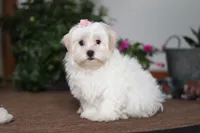 Alisa, a female Shorkie for sale in Sugarcreek, OH – Photo 1 of 6