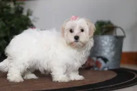 Alisa, a female Shorkie for sale in Sugarcreek, OH – Photo 5 of 6