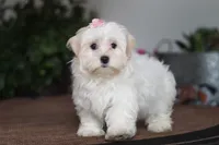 Alisa, a female Shorkie for sale in Sugarcreek, OH – Photo 2 of 6