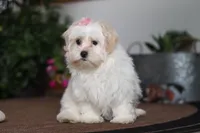 Alisa, a female Shorkie for sale in Sugarcreek, OH – Photo 3 of 6