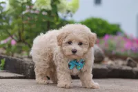 Noah, a male Maltipoo for sale in Sugarcreek, OH – 5 of 6