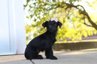 Pansy, a female Yorkipoo for sale in Sugarcreek, OH – 4 of 6