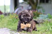Taylor, a male Shihpoo for sale in Sugarcreek, OH – 5 of 6