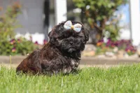 Terry, a female Shihpoo for sale in Sugarcreek, OH – 4 of 6