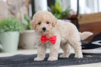 Kolten, a male Maltipoo for sale in Sugarcreek, OH – 3 of 10