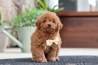 Keith, a male Maltipoo for sale in Sugarcreek, OH – 6 of 9