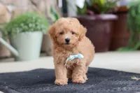 Kevin, a male Maltipoo for sale in Sugarcreek, OH – 2 of 9