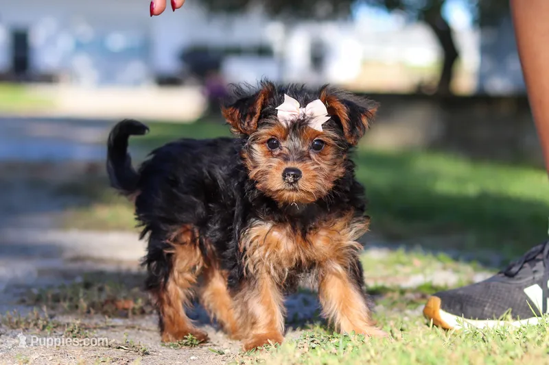 Poppy – Yorkipoo puppy for sale in Sugarcreek, OH