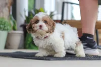 Thomas, a male Shihpoo for sale in Sugarcreek, OH – 6 of 8