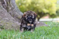 Chip, a male Maltipoo for sale in Sugarcreek, OH – 2 of 7