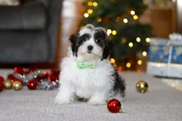 Alex, a male Shorkie for sale in Sugarcreek, OH – Photo 2 of 5